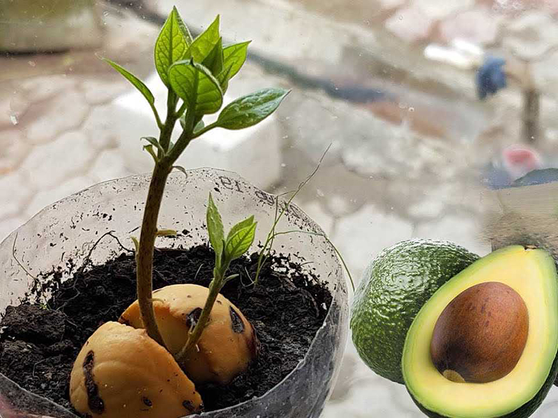 Как ухаживать за растущим на подоконнике авокадо